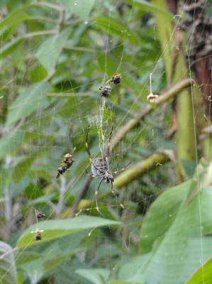 Australian Spider.jpg