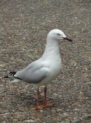 Seagull.jpg