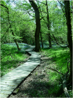 One of the woodland walks, Caerlaverock Castle grounds.png