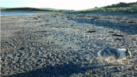 Ellie on the beach (again). Well …. heading off the beach in this photo!.png