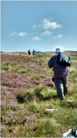 Setting off, the heather all amongst the blooming heather, up on Caldbeck Common.png