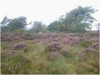 Walking up Windy Hill, Muirshiel Country Park. This photo (taken on my tablet) doesn't do justice to the brilliant hue of the heather. Wish I'd taken it with my camera..png