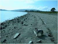 A nice walk of a couple of miles along the beach at Toward. .png