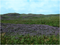 Highly scented heather along the road to the Mull of Kintyre lighthouse..png