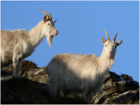 The beautiful Carradale goats.png