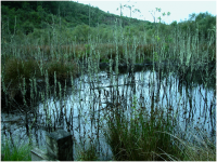 Beavers change the landscape in a very dramatic way.png