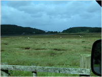 Part of the vast area of mossy hummocks and open pools on the shallow, peaty dome that is Moine Mhor.png