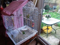 Budgies 052.JPG