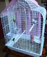 Budgies 053.JPG