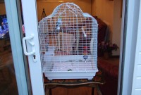 Budgies 066.JPG